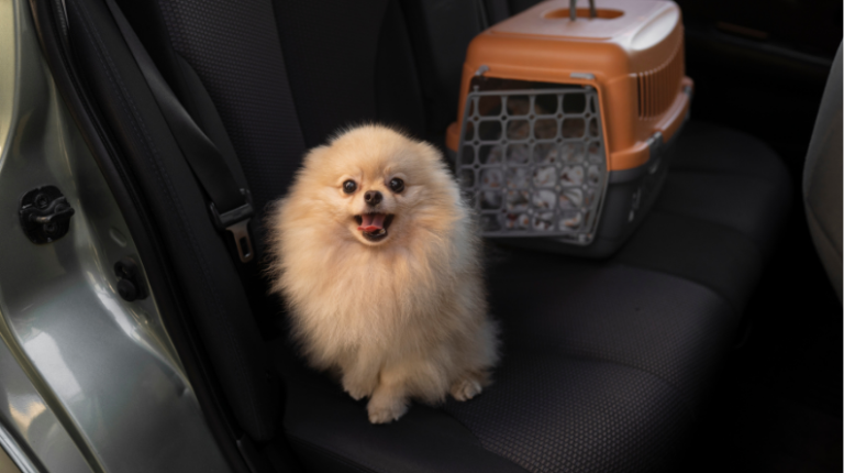 imgi 42 pet service2 768x430